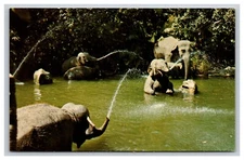 Elephant Pool, Adventureland, Disneyland California CA Postcard 25298