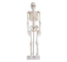 85cm Human Skeleton Model for Anatomy Study Medical Education