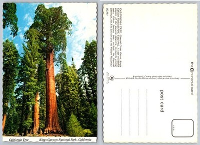 Vintage Kings Canyon National Park Sequoia Tree Postcard Mike Roberts Chrome