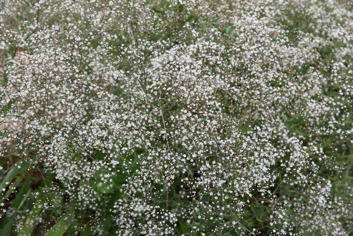 1000 White BABY'S BREATH 'Covent Garden' Gypsophila Elegans