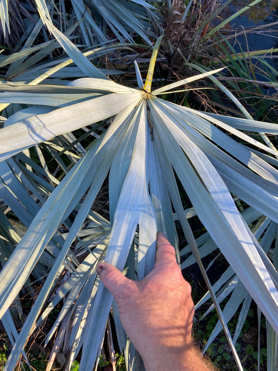 セレノア レペンス セレノア レペンスA