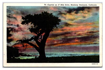 Vintage- Cypress Tree Monterey Peninsula, California Postcard (Not Posted)