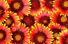 Blanket Flower Seeds - 50+ Seeds to Plant - Made in USA, Ships from Iowa. Very G