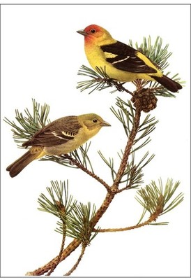 J F James Fenwick Lansdowne Bird Art Print Western Tanager Vintage Book Plate 48