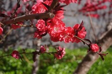 Sony NEX-6 Mirrorless Digital Camera with 16-50mm Lens 1080p HD Video Recording 20