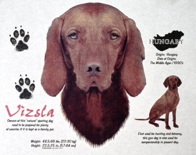 Vizsla Dog Breed  T Shirt History Graphic New T-Shirts Free Shipping