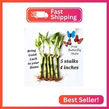 5 Lucky Bamboo Plants 4 inches with Butterfly Stake, Gift, Perennial Indoor, Bri