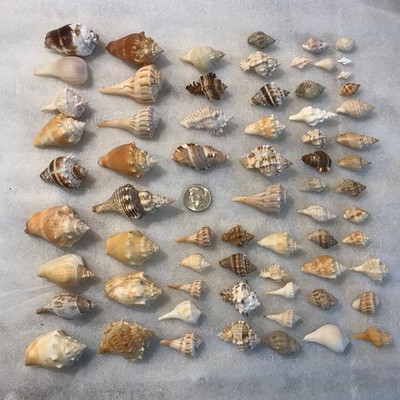 67 Florida Conch Shells  whelk  Seashells.  from 3.5'' to tiny  [boxB]