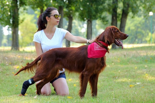 Sprunggelenk Schutz Bandage 165° für Hunde / Tarsalgelenk Bandage für Hunde - Bild 7 von 10