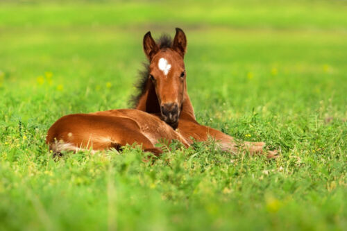 Fotomural de fieltro caballos (4264ah) animales montar caballo hierba pasto naturaleza - Imagen 1 de 1