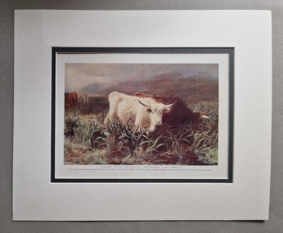 HARMSWORTH Highland Cattle (1910 Colour Lithograph Bookplate Print)