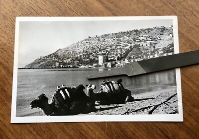 Vintage Alanya Turkey Camels Ocean Hillside Original 5x7 Photo