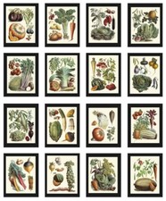 Vintage Vegetable Print Botanical Wall Art Set