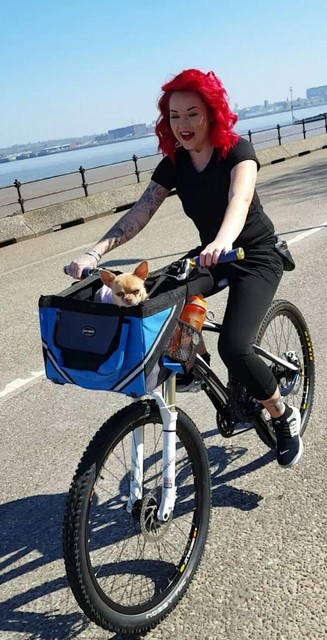 cat carrier for bicycle