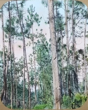 Longleaf Pine For Pulpwood, Florida, c1930's Magic Lantern Glass Slide