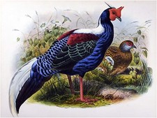 Birds Pheasant D. Elliot Tile Mural Kitchen Bathroom Backsplash Marble Ceramic