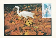 L4 - CARTE MAXIMUM - FRANCE - AIGRETTE  GARZETTE - 1975 .