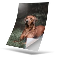 1 x Vinyl Sticker A5 - Rhodesian Ridgeback Dog #16679
