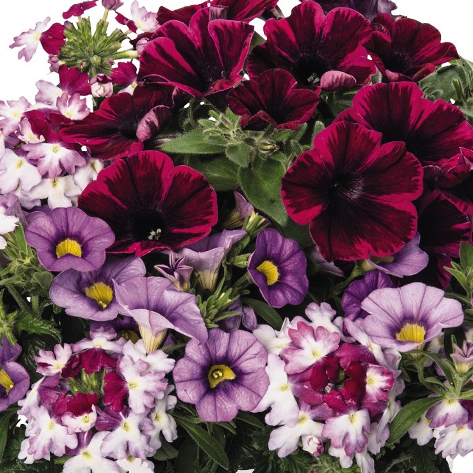 Trio Shocking Purple | Outdoor Garden Ready Bedding Hanging Basket Plants in Pot