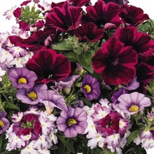 Trio Shocking Purple | Outdoor Garden Ready Bedding Hanging Basket Plants in Pot