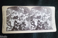 STA963 Girl in Bouquet Flowers Genre Scene Photo 1900 STEREO Stereoview