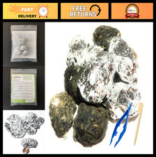 Premium Barn Owl Pellets - Small 1.25"-1.5" Pack of 5  Free Bone ID Chart  T