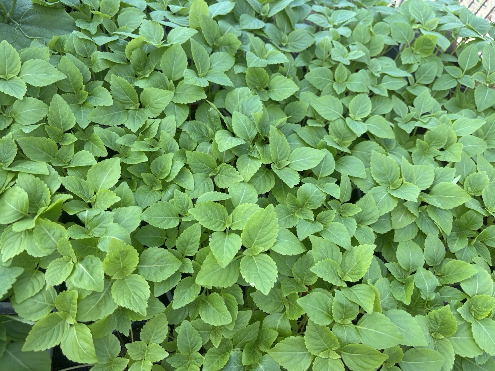 100 SamenKoreanische Perilla Shiso Sesame Blätter