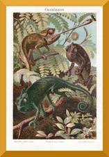 Cham&auml;leon +Historischer Druck/Chromolitho von 1895+ Leguanartige, Farbwechsel