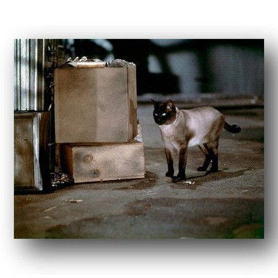 Robert Stevenson That Darn Cat Photo 8x10 1960s Film Set Feline Alley Night