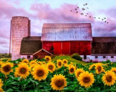 David Textile - Farmers Field Quilting Fabric Panel with Sunflowers | eBay