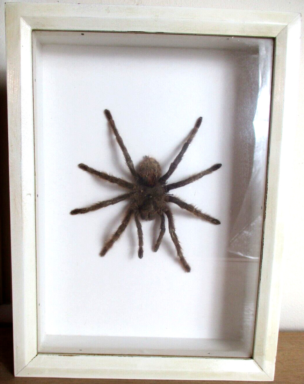 Gran Araña Pájaro Preparada Completa Theraphosida, 12 Cm De Largo, Peluda
