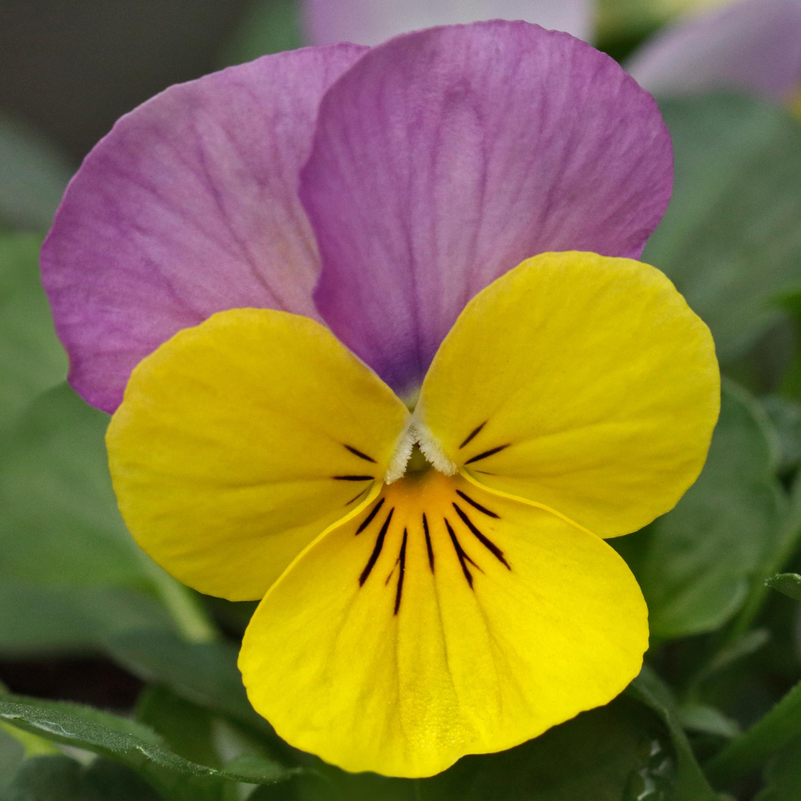 Viola Yellow and Pink Jump Up | Flowering Garden Ready Bedding Plants 6 Pack