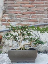 actual plant PREMNA MICROPHYLLA / BONSAI best   BONSAI HIGH QUALITY