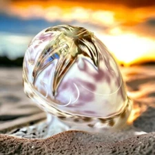 Starfish Carved Cowrie Sea Shell Souvenir Collectible Shell, Beach Decor (BL3)