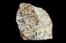 Dalmatian Jasper 2 1/2" 4-7 Oz Natural Root Chakra Metaphysical Healing Stone