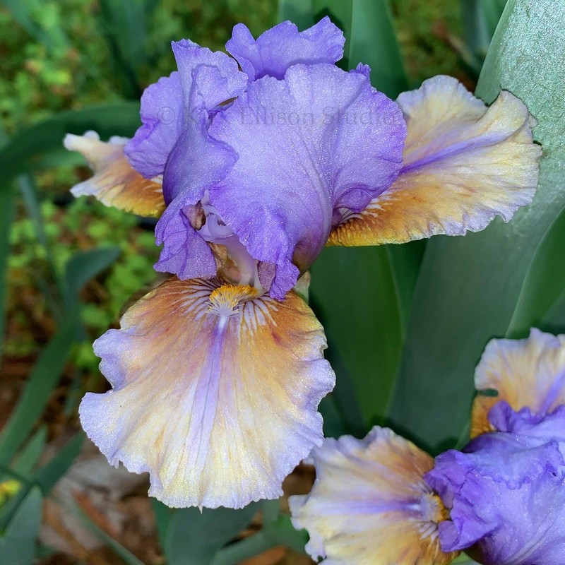 Intermediate Bearded Iris Rhizome "FAST FORWARD"  J. T. Aitken  2002  AWARD!