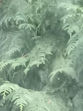 5 unrooted cuttings red cedar tree branch