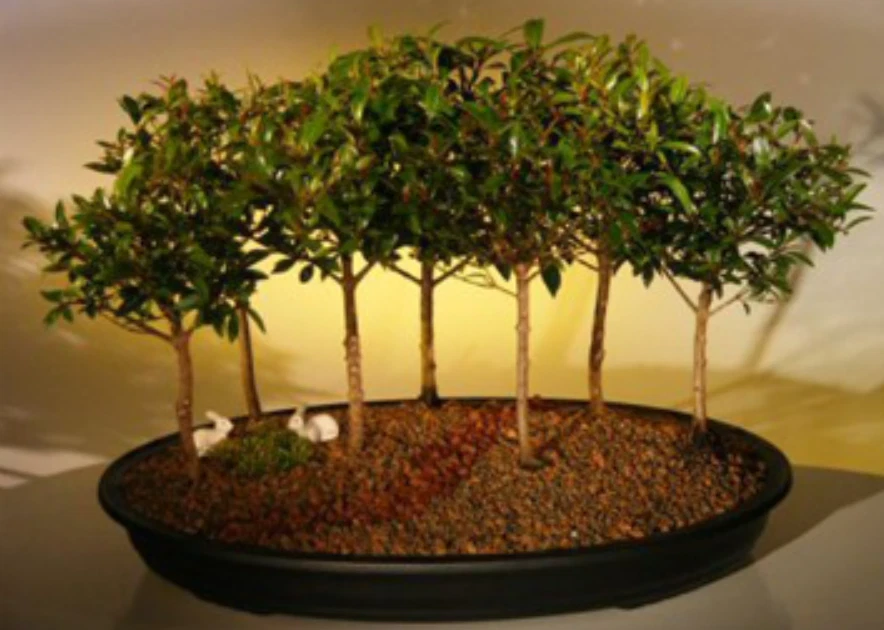 Brush Cherry Bonsai Tree Flowering Live Seven Tree Forest Group 8-9" Tall Indoor - Image 3 of 3