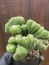 Cereus peruvianus monstrose cactus Cacti Succulent