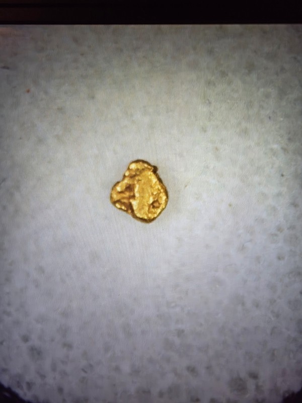 Pure Gold Nugget Yukon. Natural Small Gold Nugget .056 of a Gram, Beautiful