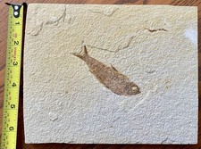 Knightia sp.  Fish Eocene Fossil - Green River Formation, Wyoming