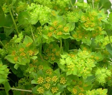HARE'S EAR Bupleurum Rotundifolium Griffithii - 500 Bulk Seeds