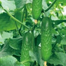 50pcs Fruit Cucumber Seeds, Cucumis Mini Cucumber Seeds 水果黄瓜种子
