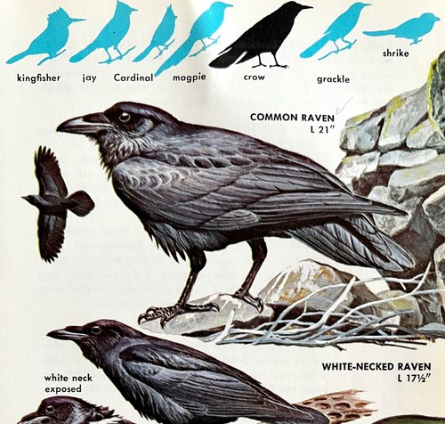 Ravens And Crows Varieties And Types 1966 Color Bird Art Print Nature ADBN1p