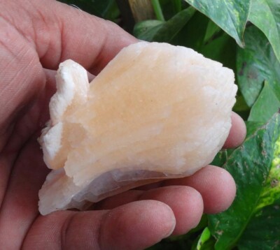 Stilbit Blumen Mineralien Probe Indien Bo =