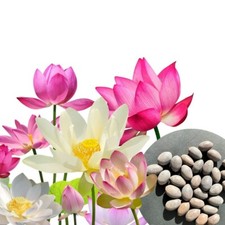 30 Stk. Premium Lotus Blumensamen mit Anleitung 3 Farben Lotus Samen Lotusblumen
