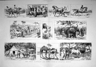 Original alter antiker Druck 1892 Elefant Pferdemesse Sonepur Bengal Bullocks 0