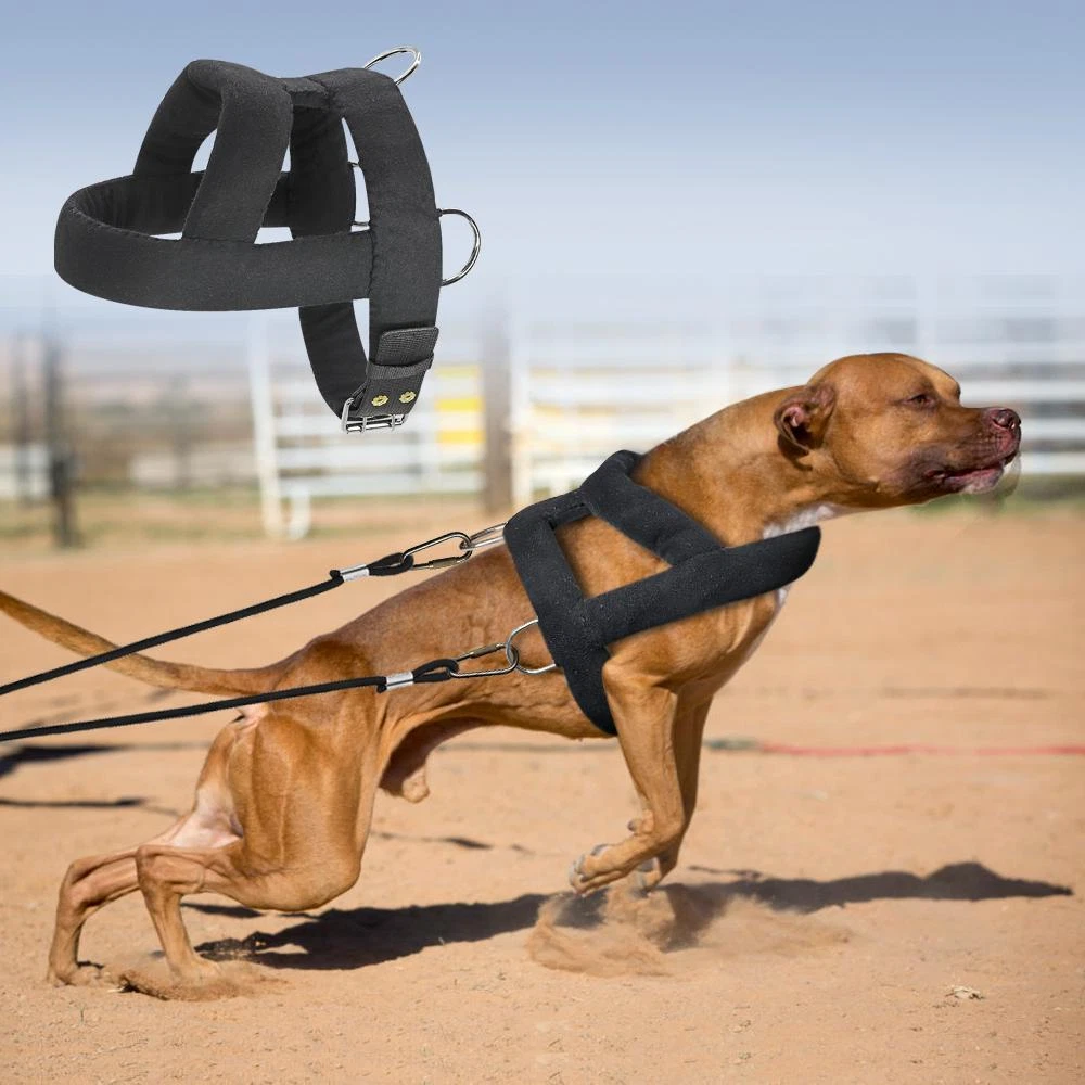 Strong harness for big clearance dogs