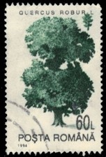 ROMANIA 3916 - Red Oak  Quercus robur  (pb54584)