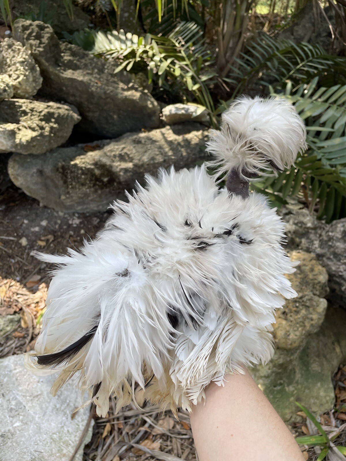 (6) Frizzled Showgirl Paint Silkie Hatching Eggs, Shipped in Foam